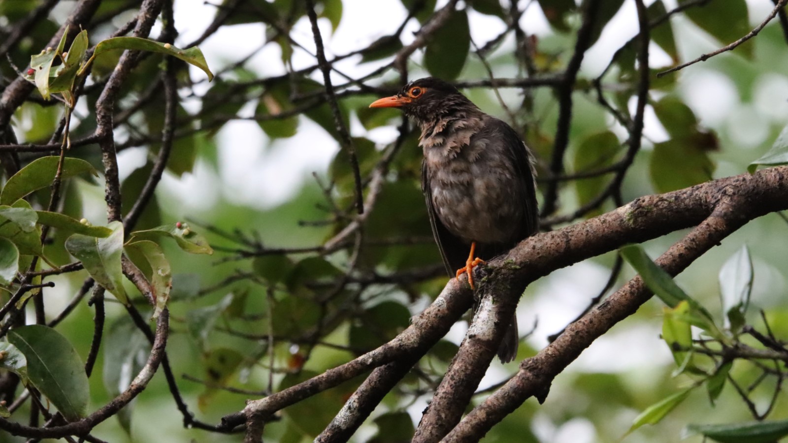 Indian Blackbird